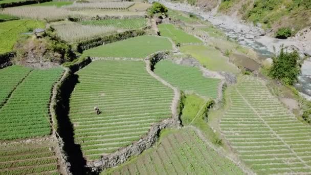 Rolnicy Uprawiający Swoje Zielone Pole Ryżowe Ogrodzie Ręcznie Nosząc Słomiane — Wideo stockowe