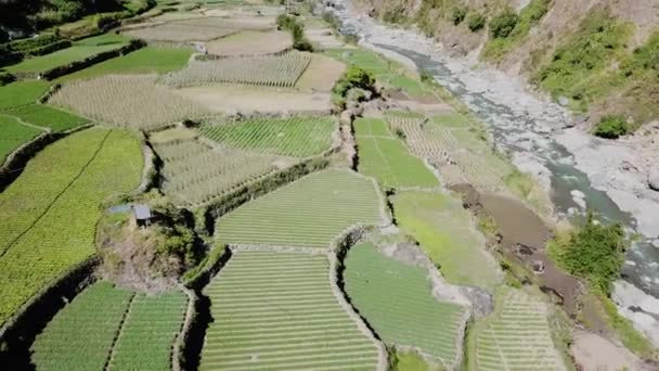 Rolnicy Uprawiający Swoje Zielone Pola Ryżowe Ogrodowe Pracujący Słomkowych Kapeluszach — Wideo stockowe
