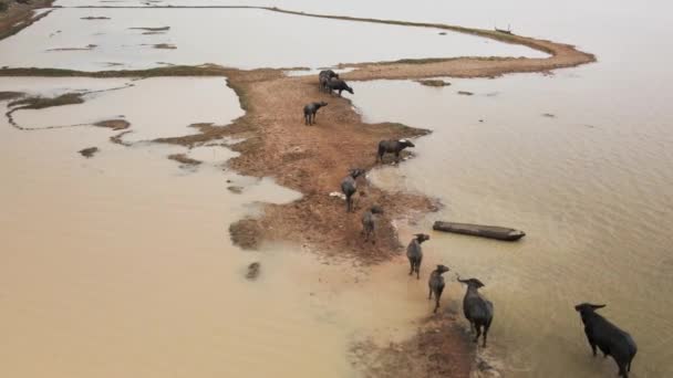 Weidetiere Hörten Von Büffeln Die Auf Schlammigen Pfaden Überfluteten Feuchtgebieten — Stockvideo