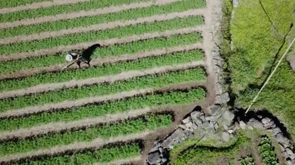Фермер Правило Поражает Овощной Сад Шляпе Птицы Взгляд Воздушный Сверху — стоковое видео
