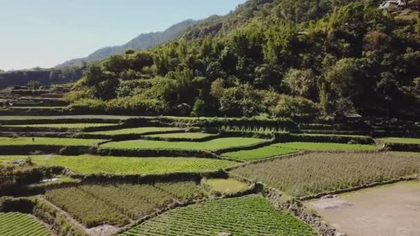 Grüne Gemüsegarten Reisfelder Bergtal Dorf Kabayan Benguet Philippinen Breite Antenne — Stockvideo