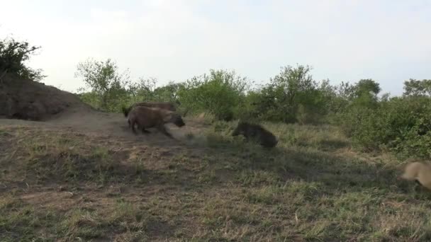 Warthog Hyena Standoff Animals Fighting Territory African Savanna — Stock Video