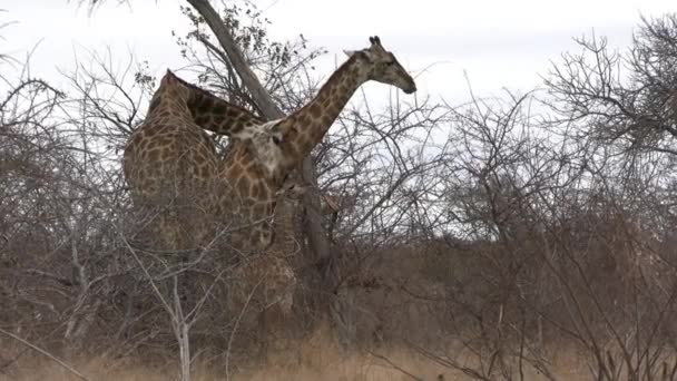 Afrika Savanasındaki Zürafa Ailesi Yetişkin Çift Doğal Yaşam Alanındaki Buzağı — Stok video