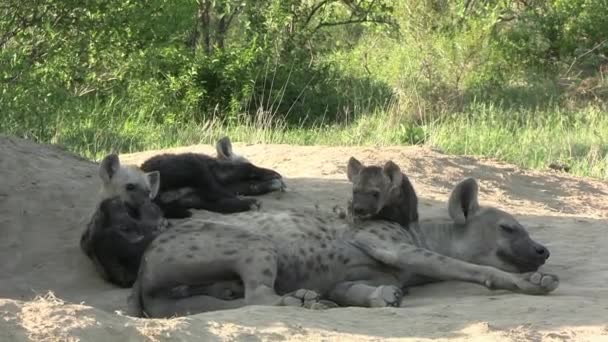 Hyena Familie Stof Onder Boom Schaduw Slapen Terwijl Cubs Spelen — Stockvideo