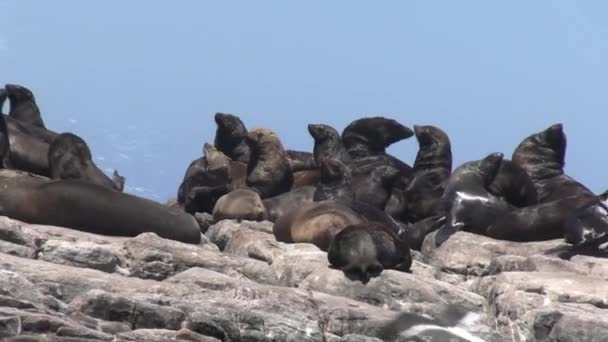 Cabo Piel Focas Tomando Sol Roca Junto Océano Costa Africana — Vídeo de stock
