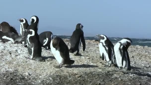 Африканская Колония Пингвинов Загорает Скале Анонимный Анибал Побережье Юар Закрывается — стоковое видео