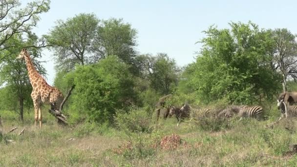 Animaux Harmonie Dans Réserve Parc National Girafe Troupeau Zèbres Éléphants — Video