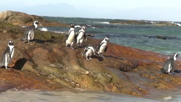 太阳风日 非洲岩石企鹅在南非海岸线上的小殖民地 — 图库视频影像