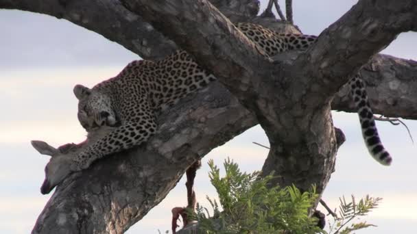 Leopard Eating His Prey Tree Dead Antelope Predator Branch Circle — Stock Video