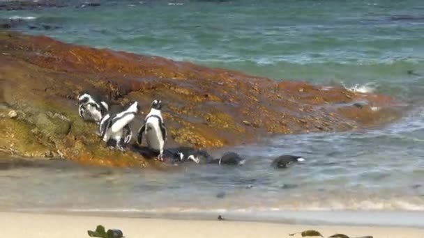 Skupina Afrických Tučňáků Opalování Koupání Oceánu Pobřeží Jižní Afriky — Stock video