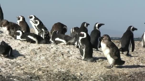 Colony African Penguins Rock Ocean Enjoying Sun Close — Stock Video