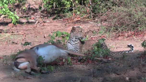 ヒョウはアフリカのサバンナの荒野でアンテロープを殺した ワイルドプレデターとプレイ — ストック動画