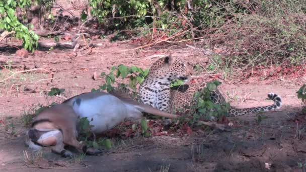 Leopardo Femmina Cadavere Antelope Predatore Animali Selvatici Africani Prede Nel — Video Stock