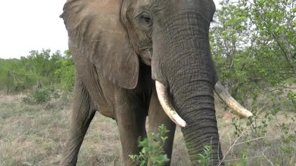 在非洲热带草原的荒野中 大象吃草食和排泄物 自然环境中的野生动物 — 图库视频影像