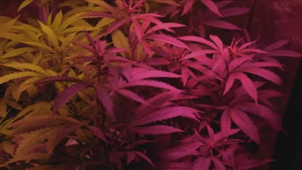 Iluminación Espectro Completo Hogar Marihuana Medicinal Crecer Tienda Campaña Plantas — Vídeo de stock