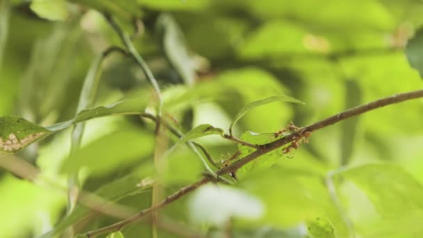 Pochodující Rudý Ohnivý Mravenec Živě Zelené Listnaté Rostlině Džungli Kolem — Stock video