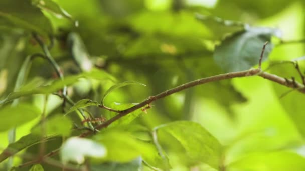 Marchando Red Fire Ant Vívida Planta Folhas Verdes Selva Torno — Vídeo de Stock