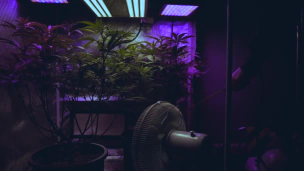 マリファナ大麻栽培者農家散水噴霧施肥植物室内Diy医療Cbd Thc — ストック動画