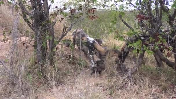 Wild Dog Family African Savanna Inglês Animais Wilderness Kruger National — Vídeo de Stock