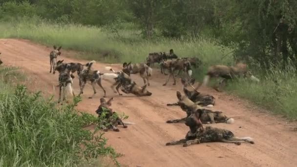 Rudel Wilder Hunde Auf Der Staubigen Straße Der Afrikanischen Savanne — Stockvideo