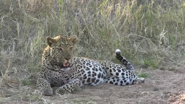 Leopardo Maschio Che Riposa Sul Suolo Della Savanna Africana Animali — Video Stock