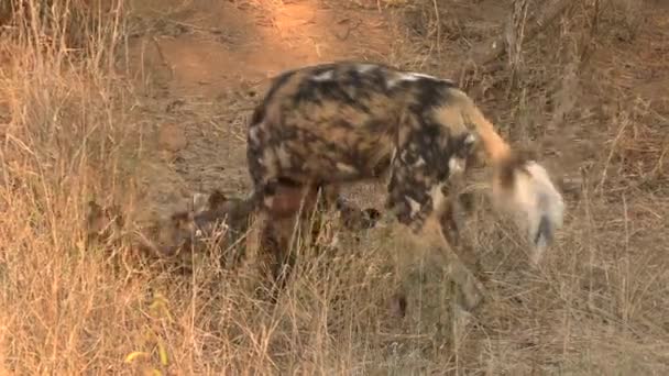 Wild Dog Playing His Puppies Protected Animals Savanna National Park — Stock Video