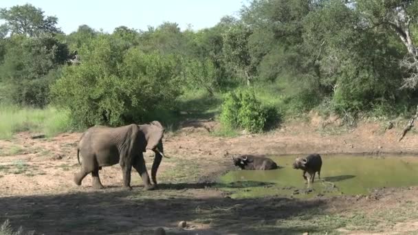 Elefanten Und Kapbüffel Auf Dem Wasserplatz Der Afrikanischen Savanne Wilde — Stockvideo