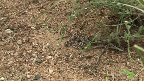 Puff Adder Serpente Escondida Sombra Planta Savana Africana Animais Perigosos — Vídeo de Stock