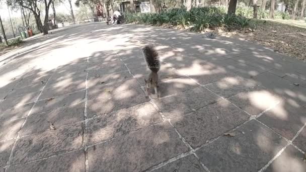 Ardilla Cámara Lenta Caminando Pie Delante Cámara Parque México Hanldheld — Vídeos de Stock