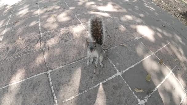 Lambat Gerak Squirrel Melihat Kamera — Stok Video