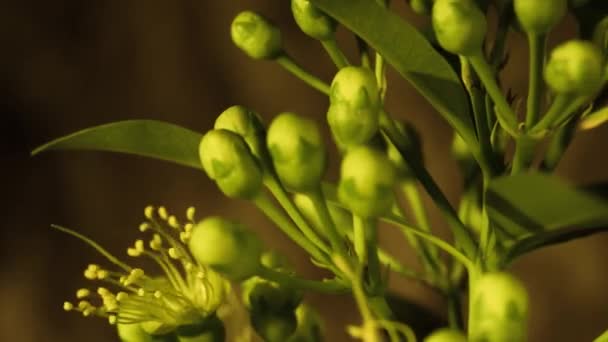 Flor Amarilla Penda Dorada Caducidad Rotacional Brote Para Florecer Árbol — Vídeo de stock