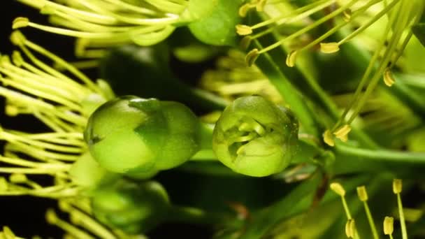 金彭达黄色的花 闭合宏观纵向时滞的盛开 在澳大利亚热带雨林中发现的初恋树 也是凯恩斯的本土花卉象征 — 图库视频影像