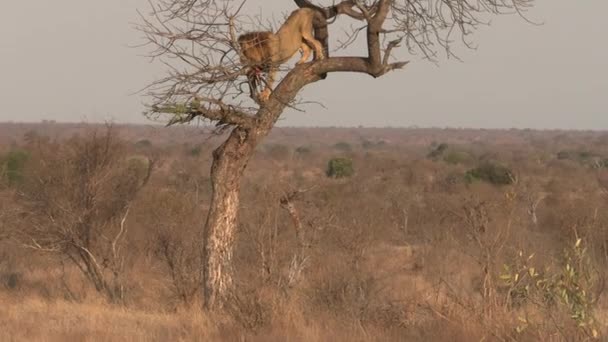 León Africano Comiendo Carne Presa Árbol Mientras Clan Hyena Observa — Vídeos de Stock
