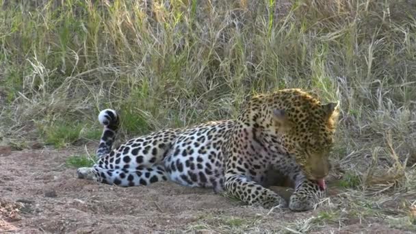 Hombre Leopardo Africano Arreglando Sus Piernas Pastizales Sabana Africana Primer — Vídeo de stock