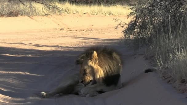 アフリカの雄ライオンは アフリカのサバンナのダスティロードで日陰でグルーミング 自然の生息地で野生動物 — ストック動画