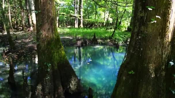 Arbres Dans Eau Source Naturelle — Video