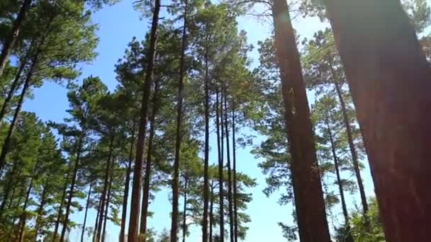 Sluneční Světlo Procházející Stromy Lese — Stock video