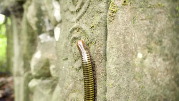 Millipede Procházky Svisle Přes Starobylé Řezby Angkor Wat Kambodža — Stock video