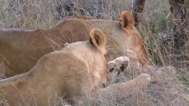 Jämn Och Stadig Tillbakagång För Lions Som Vårdar Sig Den — Stockvideo