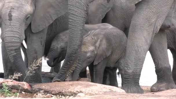 Clipe Estável Elefantes Bebê Recebendo Uma Bebida Água Uma Tarde — Vídeo de Stock