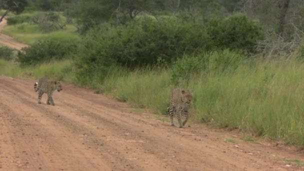 Sebuah Klip Halus Dari Seorang Ibu Leopard Memimpin Anaknya Menyusuri — Stok Video