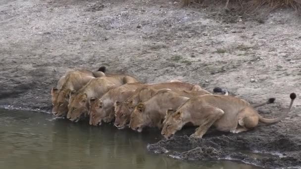 Stały Strzał Jacaranda Pride Biorący Napój Przy Wodopoju Upalny Letni — Wideo stockowe