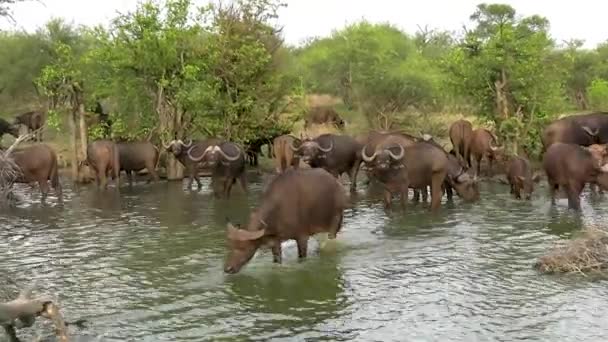 Jämn Push Bild Migrerande Hört Talas Cape Buffalo Drink Från — Stockvideo