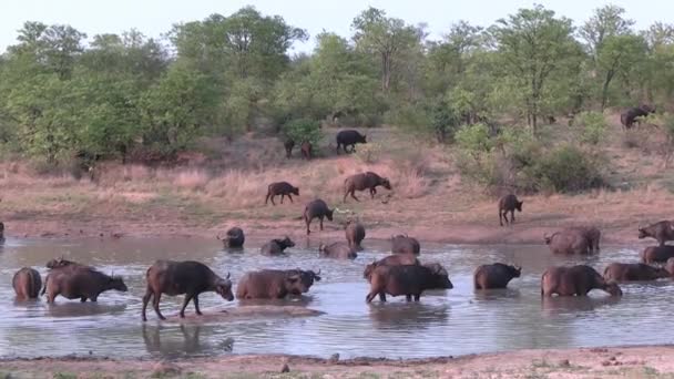 Güney Afrika Cape Buffalo Nun Göç Etmesinden Kısa Bir Süre — Stok video