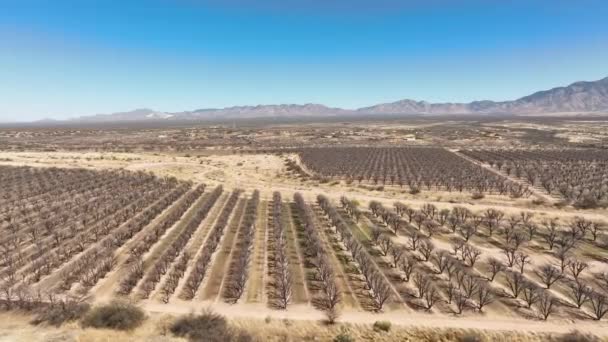 Drone Cinematográfico Tiro Pomar Pecan Amplo Drone Tiro Com Montanhas — Vídeo de Stock