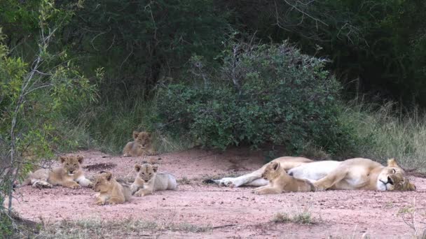 アフリカのサバンナの荒野の雌ライオンと子牛 自然生息地のライオンの赤ちゃんと母親 — ストック動画