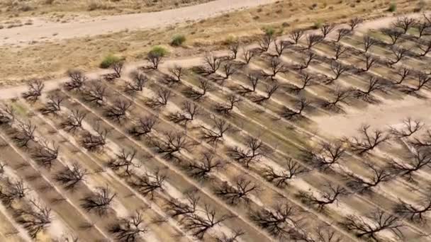 Drone Cinematográfico Tiro Pomar Pecan Inclinando Para Cima — Vídeo de Stock