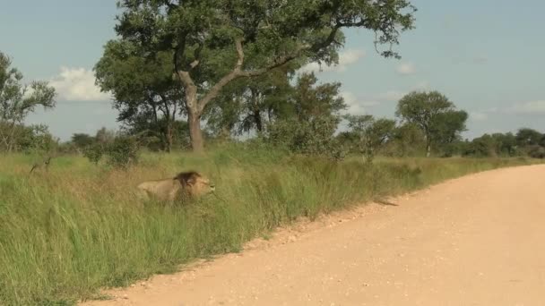 Африканский Лев Выходит Луга Дасти Роуд Громко Ревущий Дикое Животное — стоковое видео