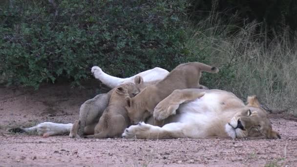 母のお茶から牛乳を飲むライオンカブスのグループ アフリカの野生生物の雌ライオンと赤ん坊 Savanna — ストック動画