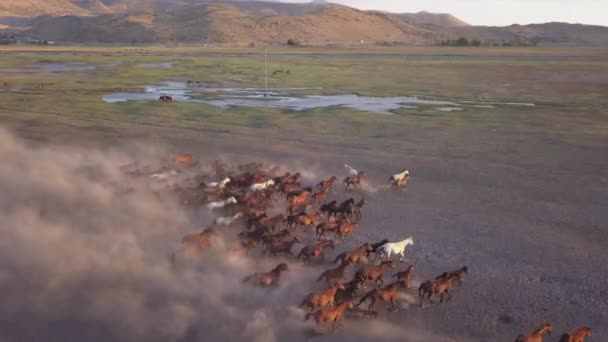 Herd Van Rennende Paarden Gooien Stof Ochtend Gouden Uur Antenne — Stockvideo